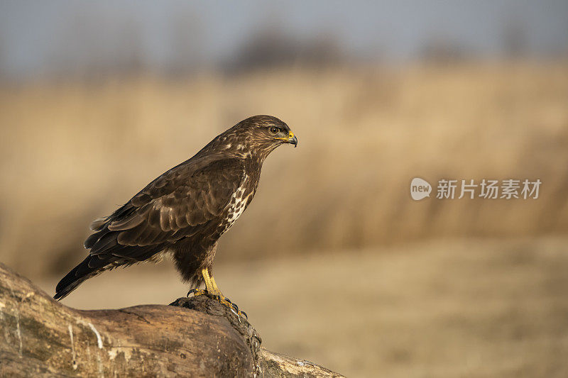 匈牙利Hortobágy常见的秃鹰(Buteo Buteo)